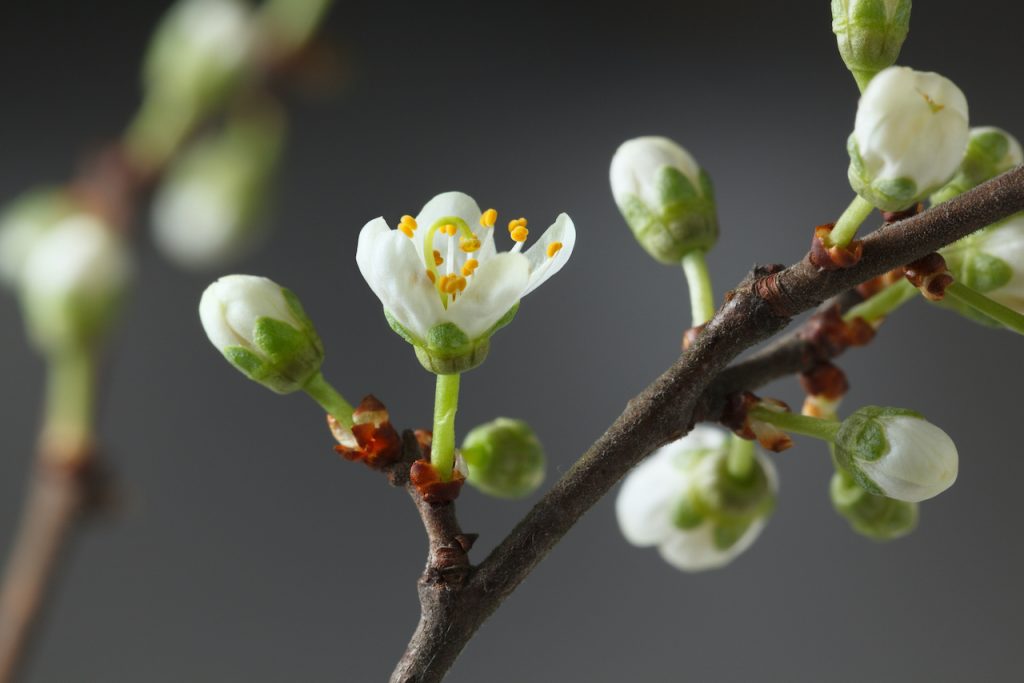 Flowering tree buds opening symbolize the possibility of the coming of new life.