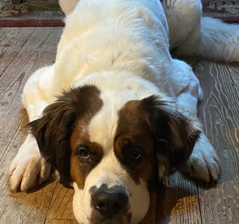 Mimi The Pandemic Dog at MamaSpace Yoga