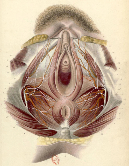An anatomical illustration of female Pelvic Floor Muscles