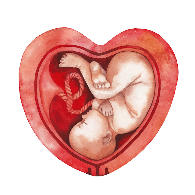 An illustration og a baby in a Heart-Shaped Uterus 