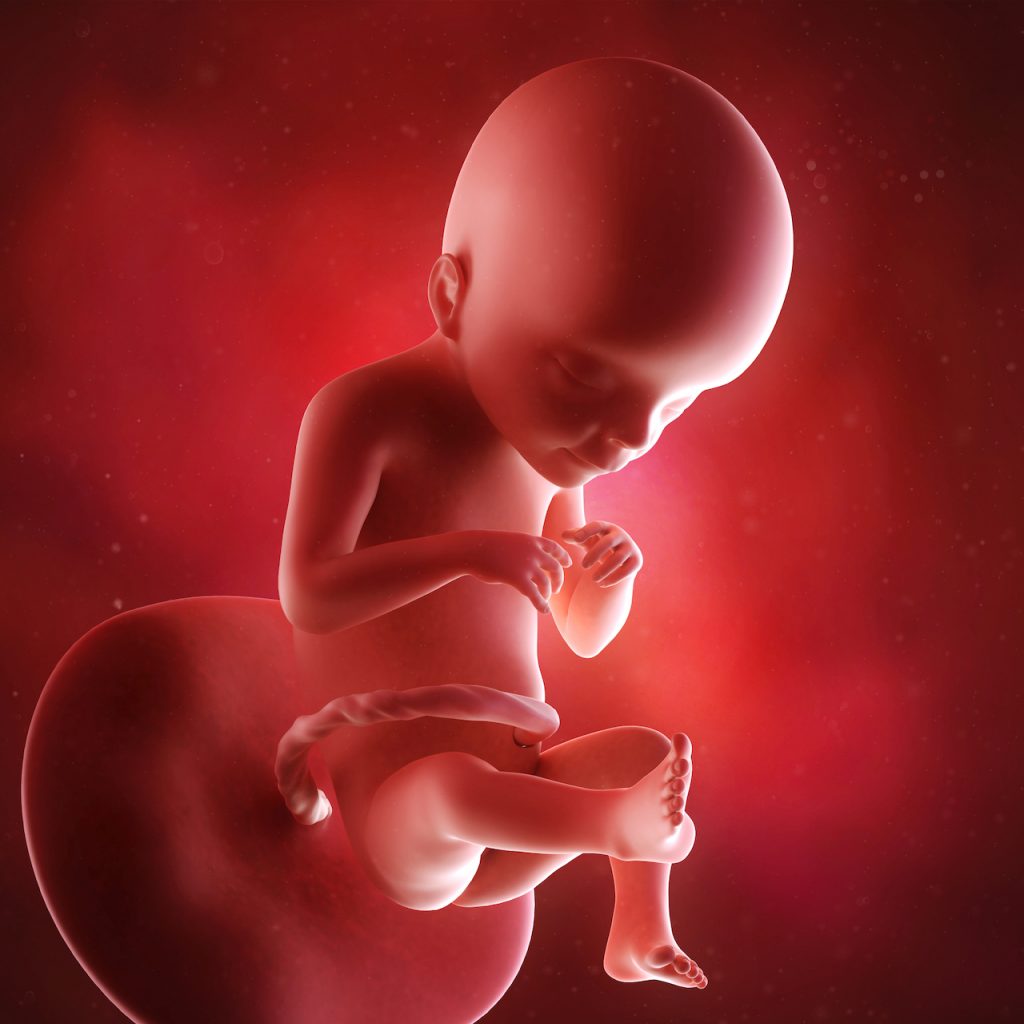 An illustration of a fetus with A Short Umbilical Cord 